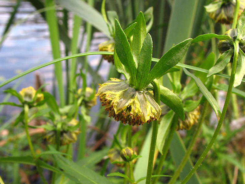 Изображение особи Bidens cernua.