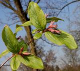 Weigela praecox