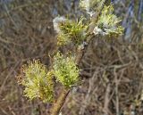 Salix gmelinii