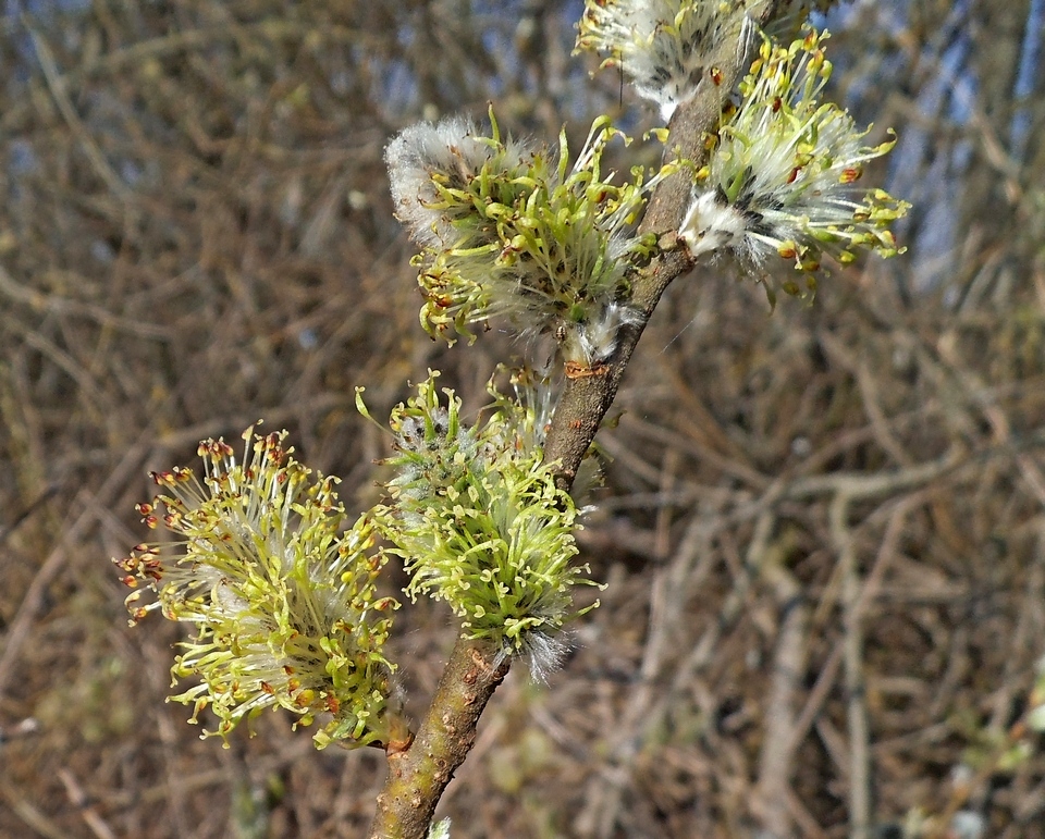 Изображение особи Salix gmelinii.