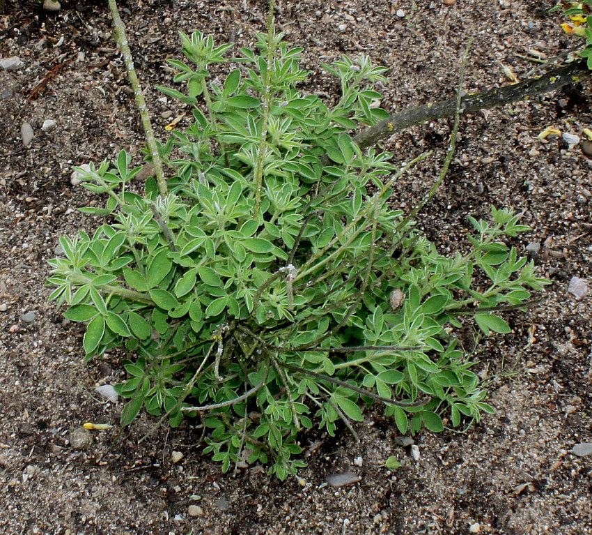 Image of Chamaecytisus ratisbonensis specimen.