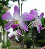 genus Dendrobium. Верхушка соцветия. Таиланд, провинция Краби, курорт Ао Нанг. 12.12.2013.