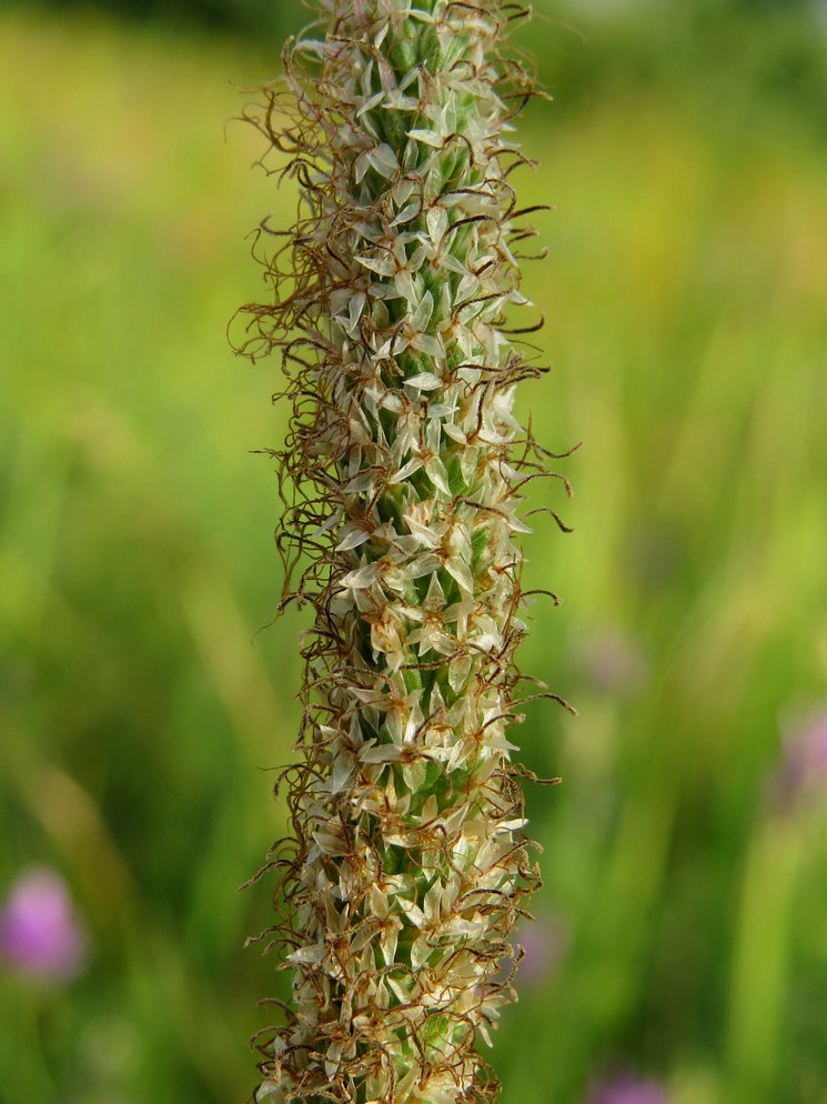 Изображение особи Plantago urvillei.