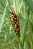 Carex melanostachya