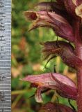 Orobanche hederae