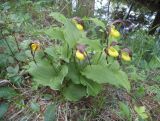 Cypripedium calceolus. Цветущие растения. Московская обл., Лотошинский р-н, окр. дер. Савостино. 02.06.2014.