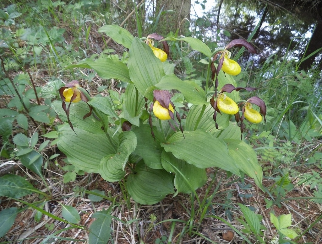 Изображение особи Cypripedium calceolus.