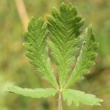 Potentilla leucotricha