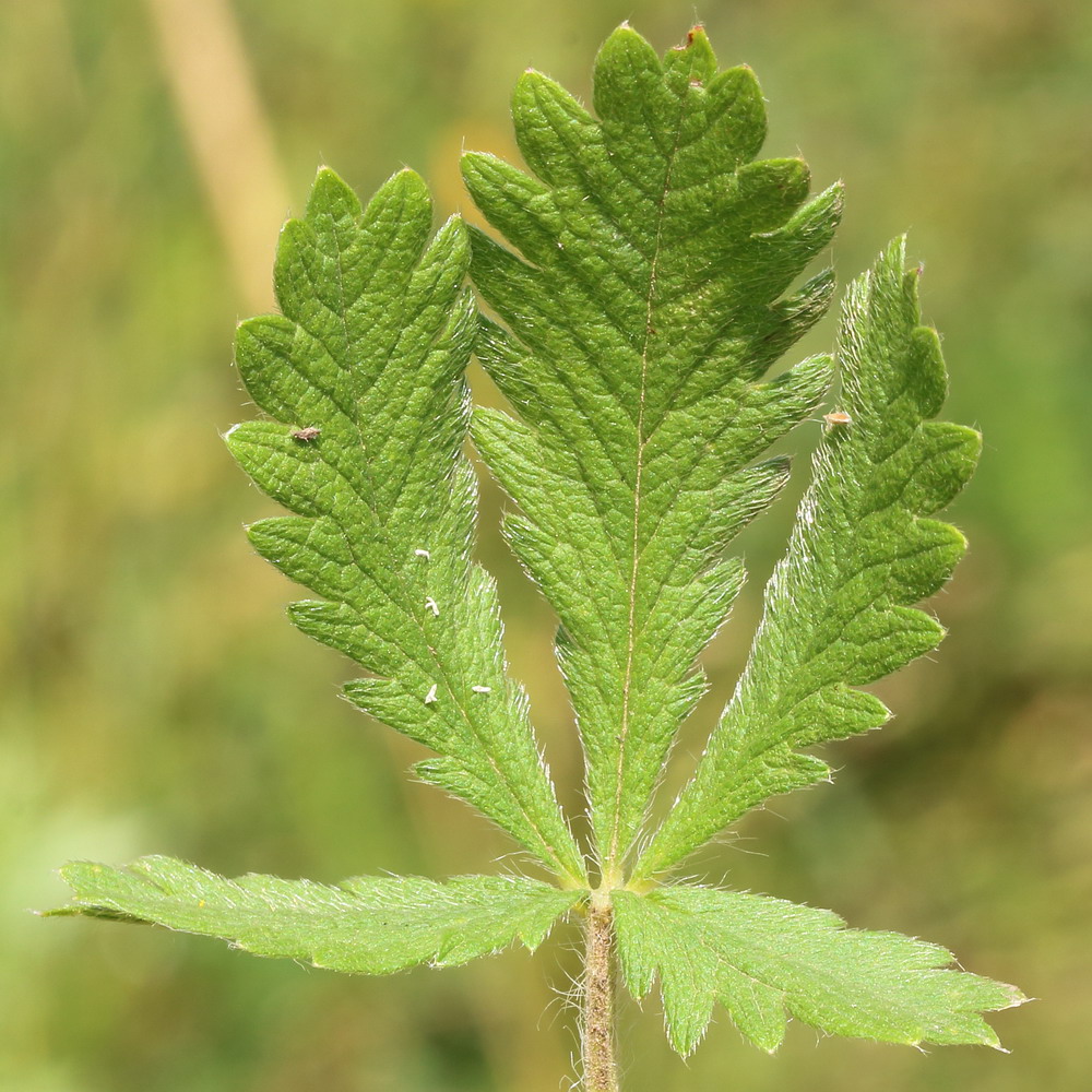 Изображение особи Potentilla leucotricha.