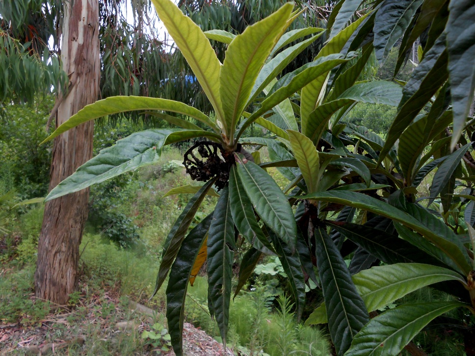 Изображение особи Eriobotrya japonica.