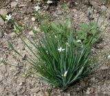 genus Sisyrinchium. Цветущее и плодоносящее растение. Германия, г. Дюссельдорф, Ботанический сад университета. 02.06.2014.