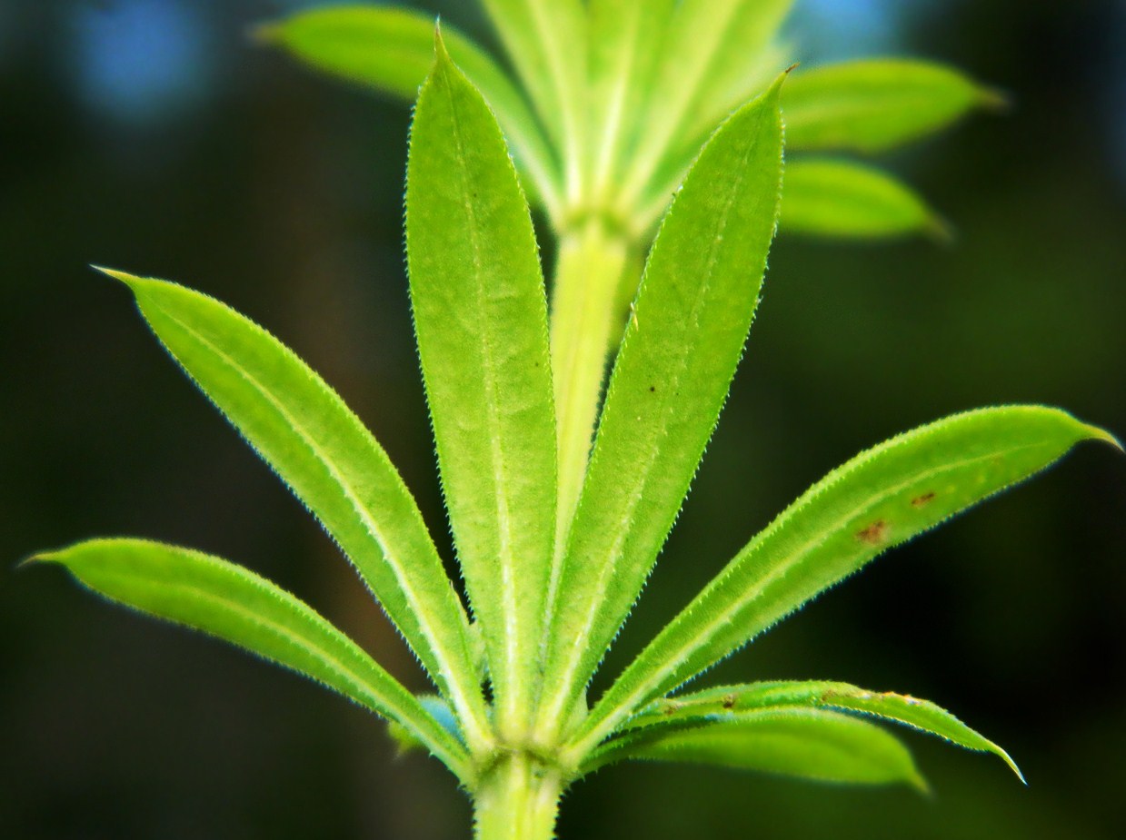 Image of Galium rivale specimen.