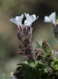 Anchusa procera