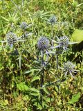 Eryngium planum