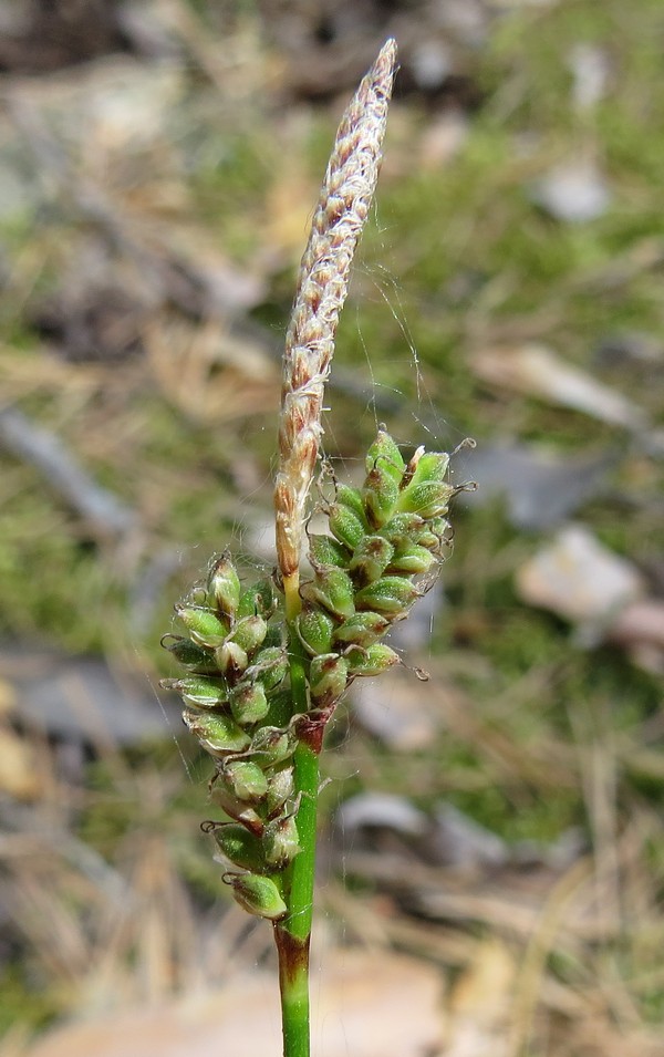 Image of Carex ericetorum specimen.