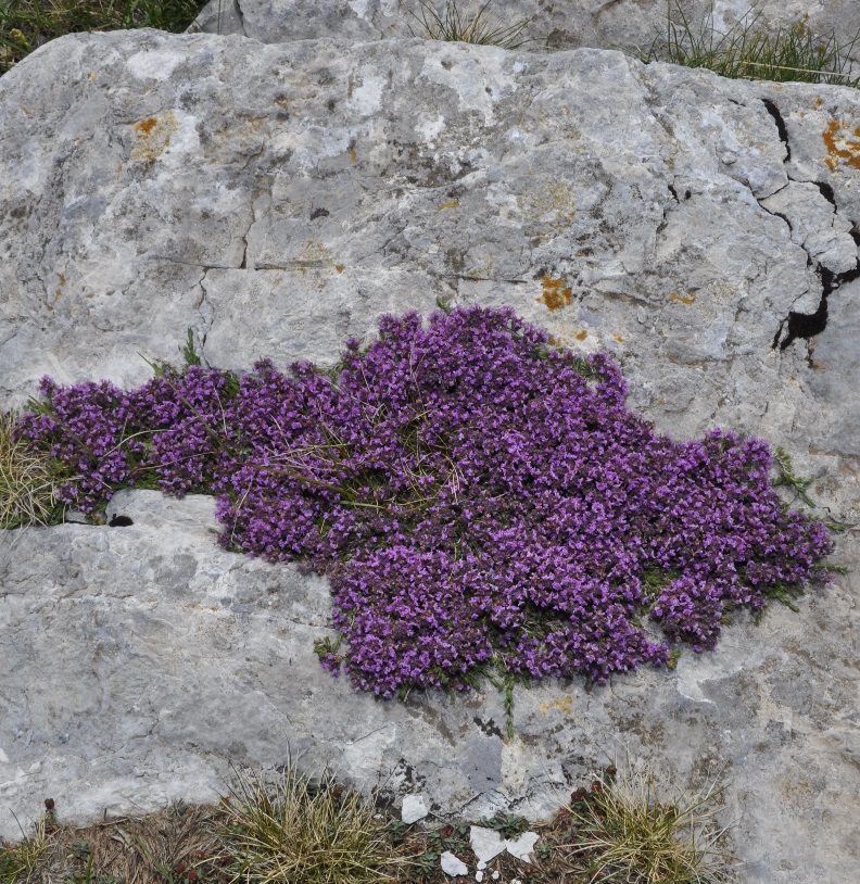 Изображение особи Thymus boissieri.