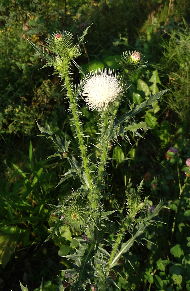 Изображение особи Carduus acanthoides.