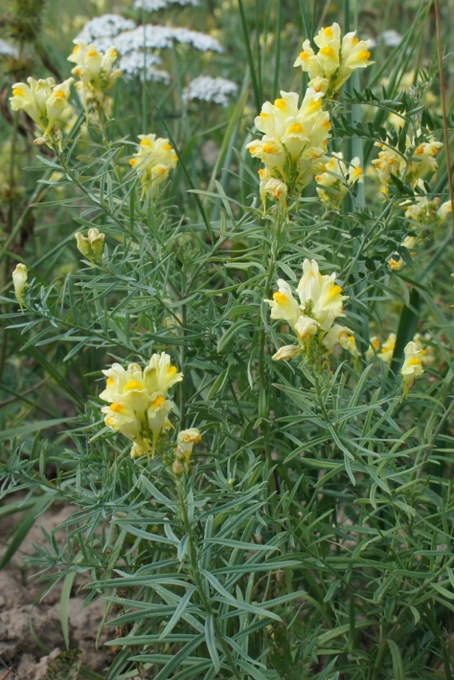 Изображение особи Linaria vulgaris.