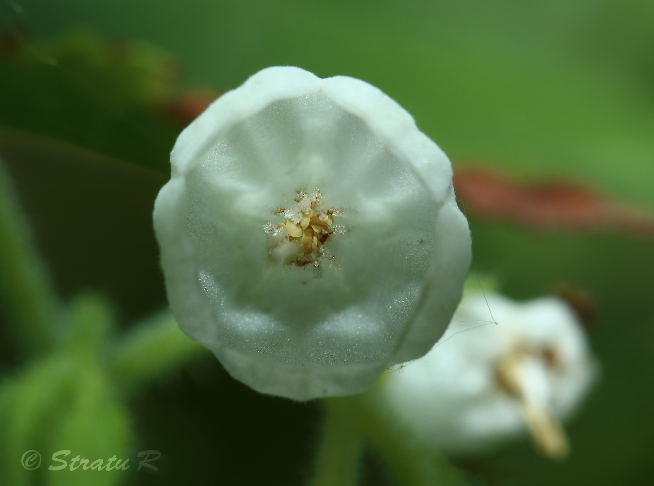 Изображение особи Symphytum tauricum.