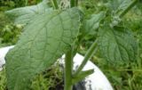 Borago officinalis