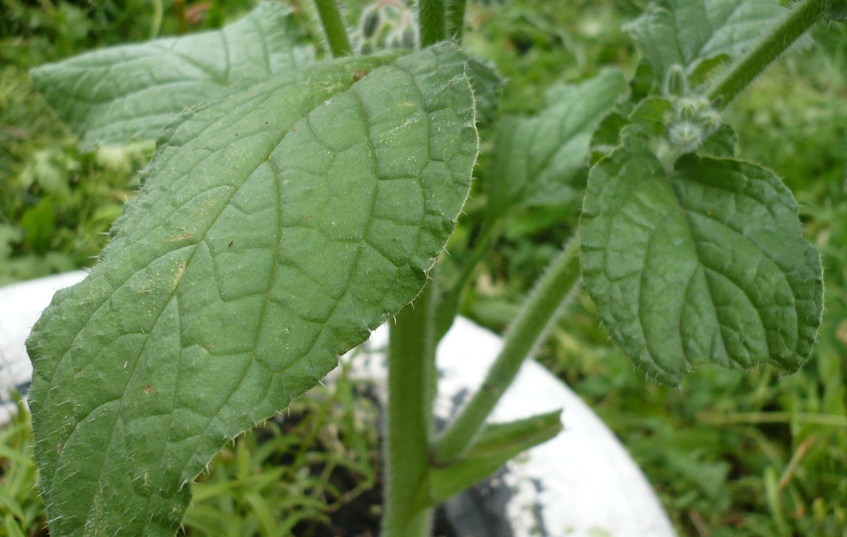 Image of Borago officinalis specimen.