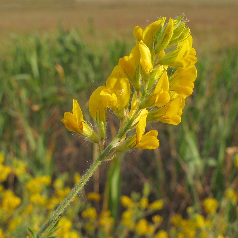 Изображение особи Medicago romanica.