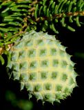 Picea orientalis. Галл. Германия, г. Дюссельдорф, Ботанический сад университета. 03.07.2014.