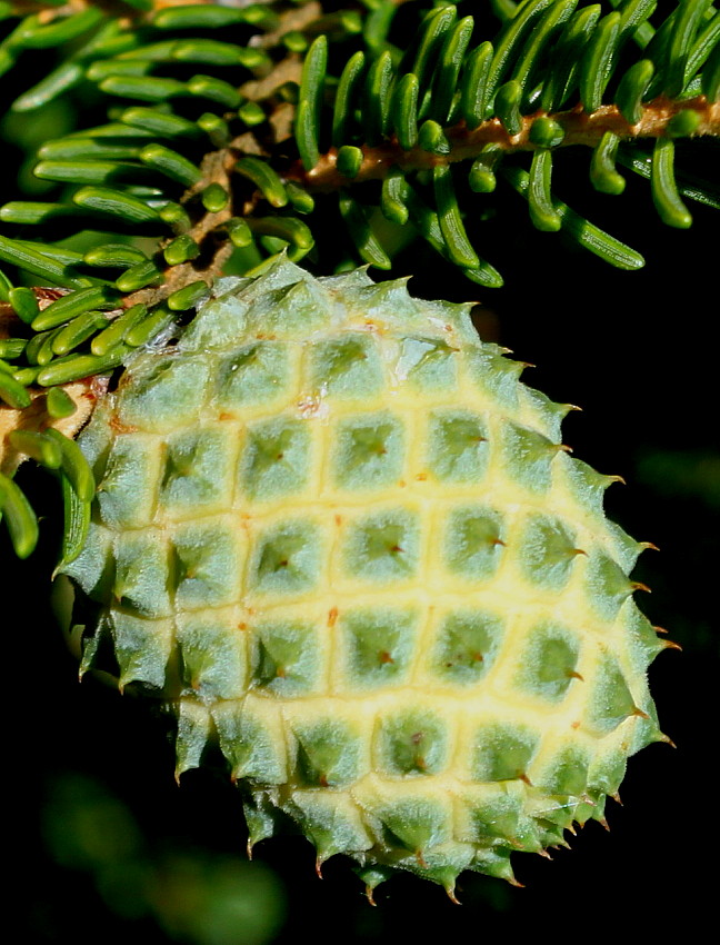 Image of Picea orientalis specimen.