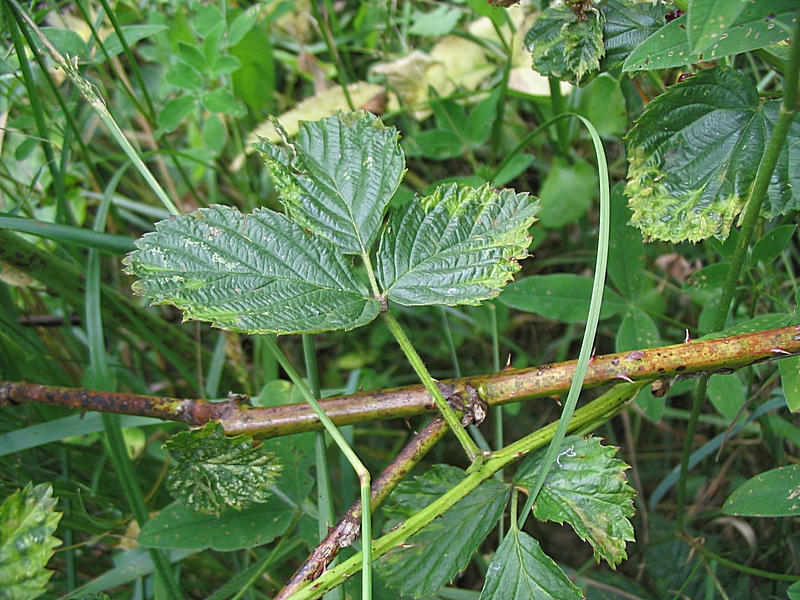 Изображение особи Rubus nessensis.