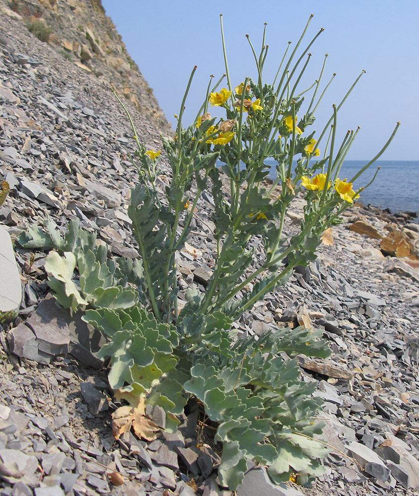 Изображение особи Glaucium flavum.