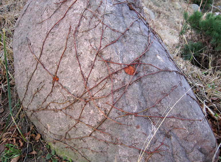 Image of Parthenocissus tricuspidata specimen.