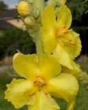 genus Verbascum. Цветки и бутоны. Германия, г. Крефельд, Ботанический сад. 06.09.2014.