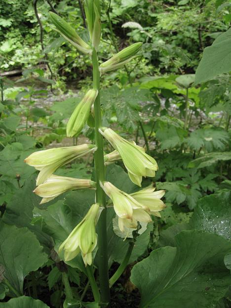 Image of Cardiocrinum cordatum specimen.