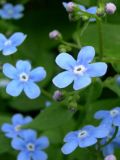 Brunnera sibirica