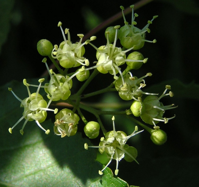 Image of Acer ginnala specimen.