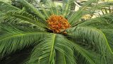 Cycas revoluta