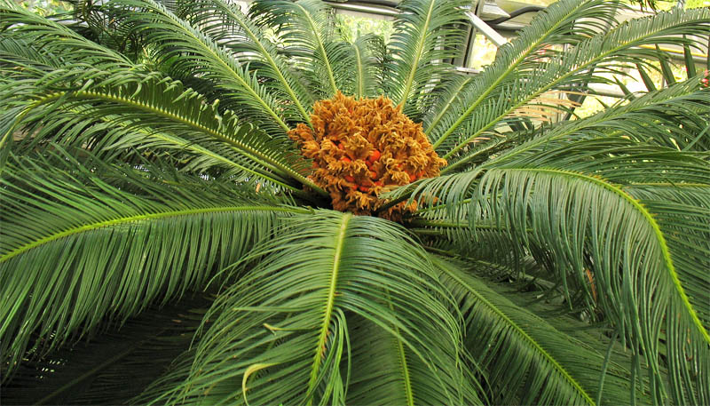 Изображение особи Cycas revoluta.