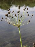 Butomus umbellatus. Соплодие. Ленинградская обл., Лужский р-н, берег р. Луги. Август.