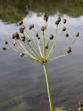 Butomus umbellatus