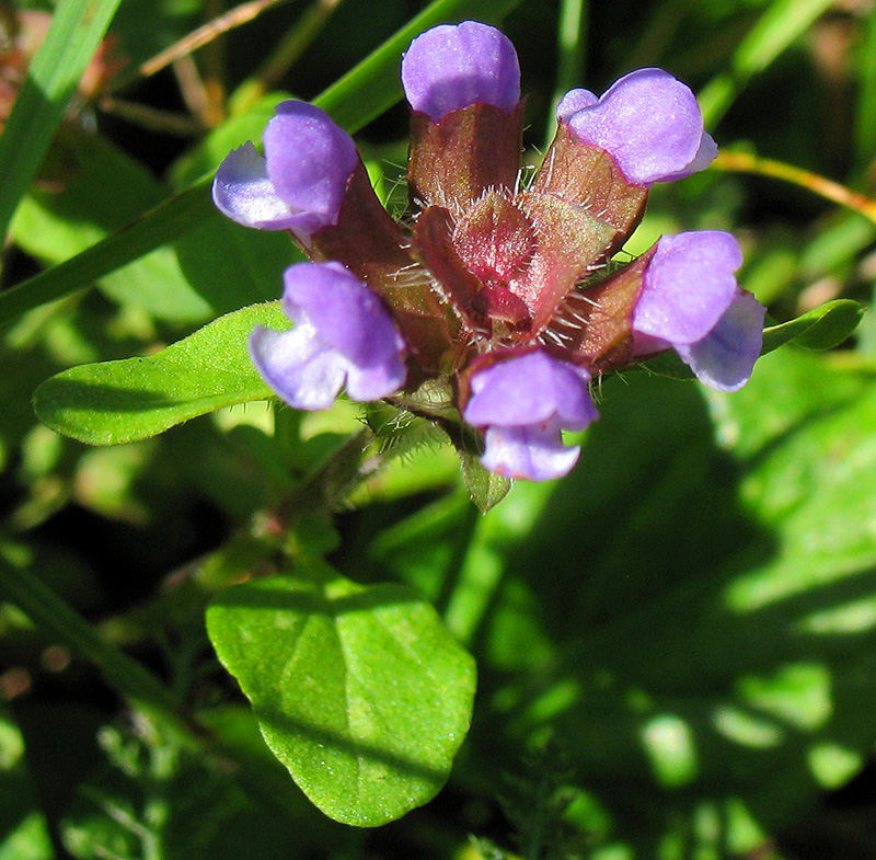 Image of Prunella vulgaris specimen.