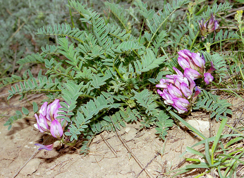Image of Astragalus physodes specimen.