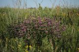 Phlomis pungens. Цветущее растение в степи. Белгородская обл., окр. пос. Борисовка, Острасьев Яр. 30.06.2009.