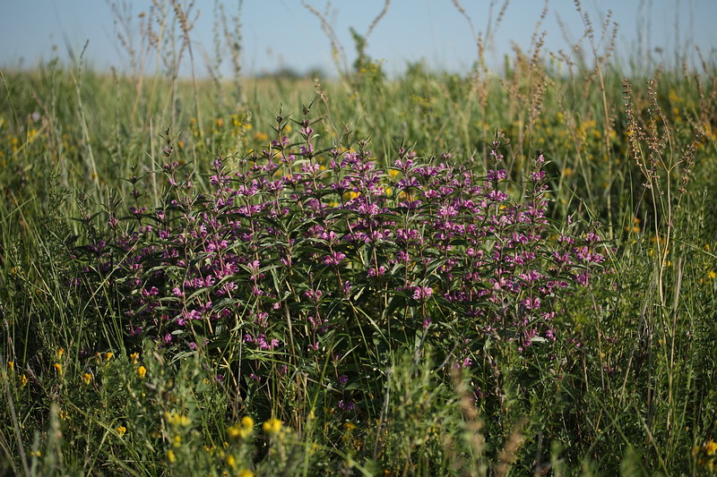 Изображение особи Phlomis pungens.