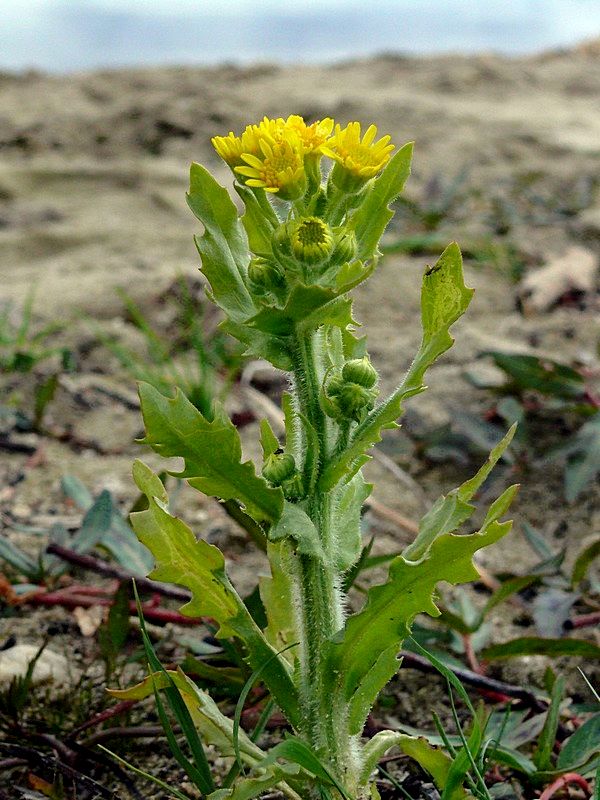 Изображение особи Tephroseris palustris.