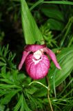 Cypripedium macranthos