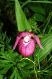 Cypripedium macranthos