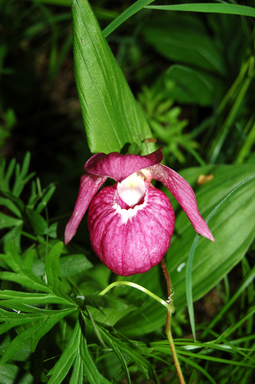 Image of Cypripedium macranthos specimen.