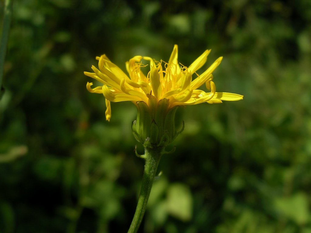 Image of Crepis sibirica specimen.