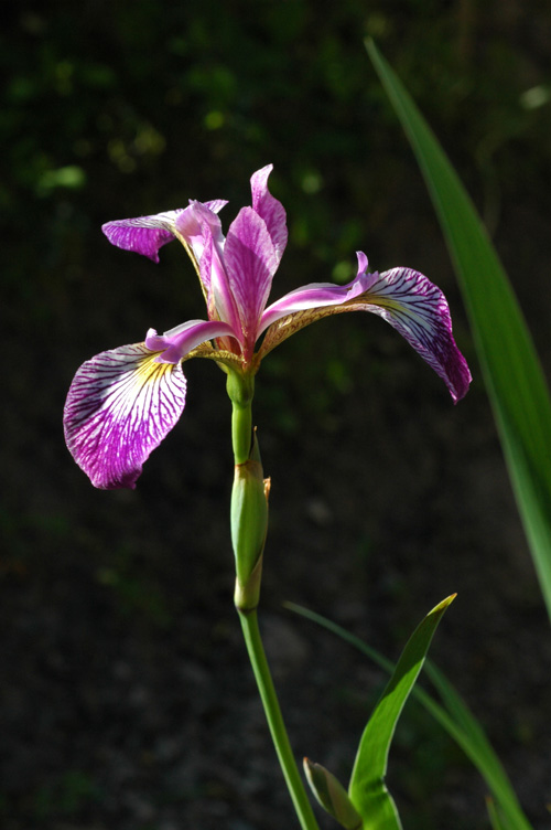 Image of Iris versicolor specimen.