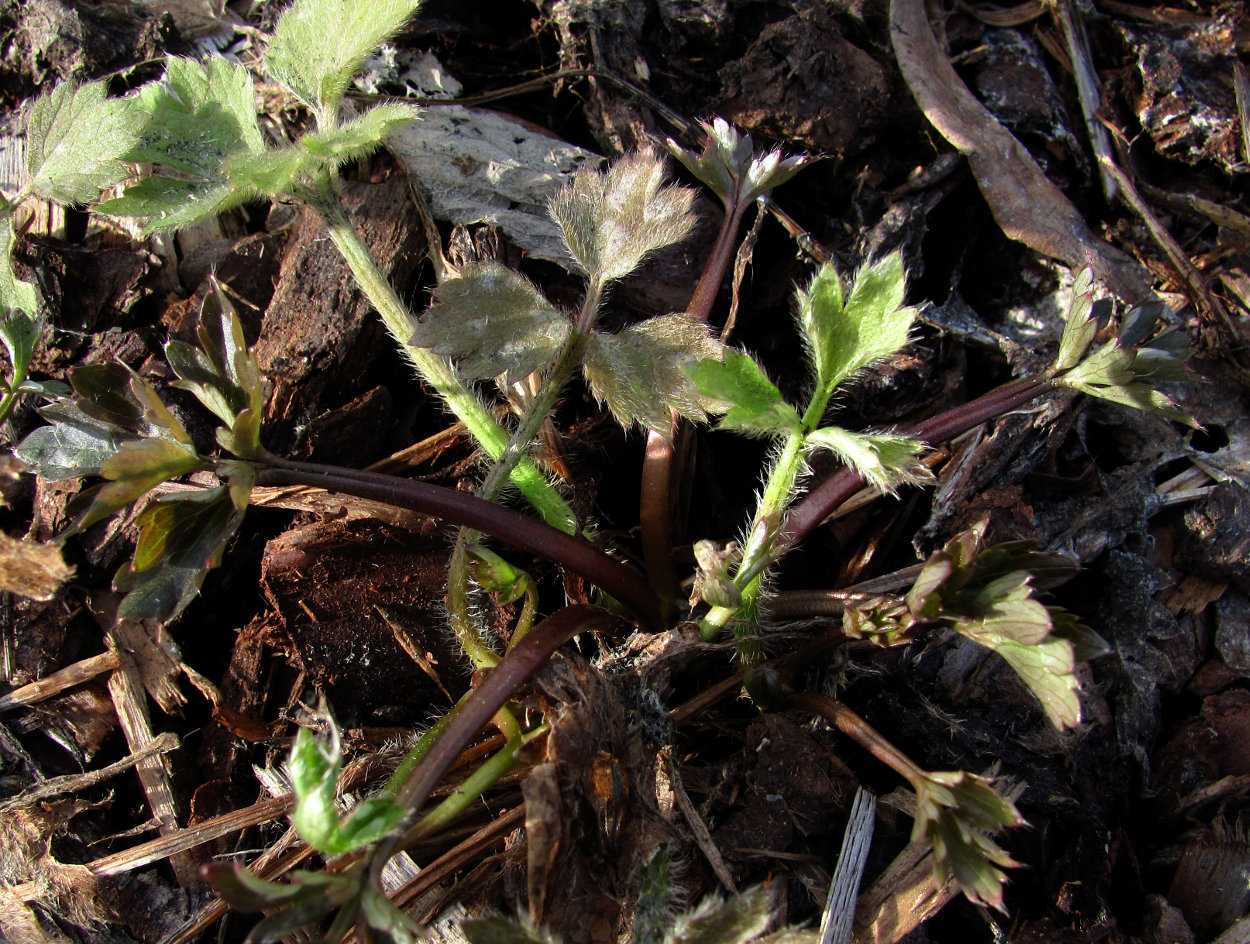 Изображение особи Ranunculus repens.